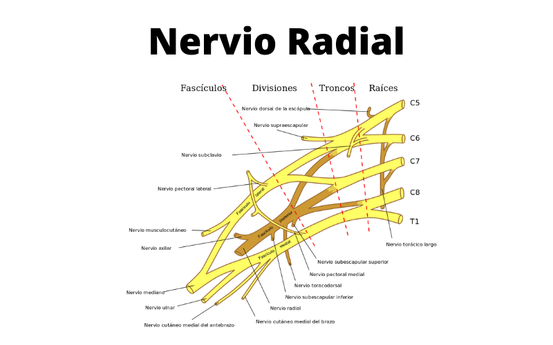 Nervio Radial.png